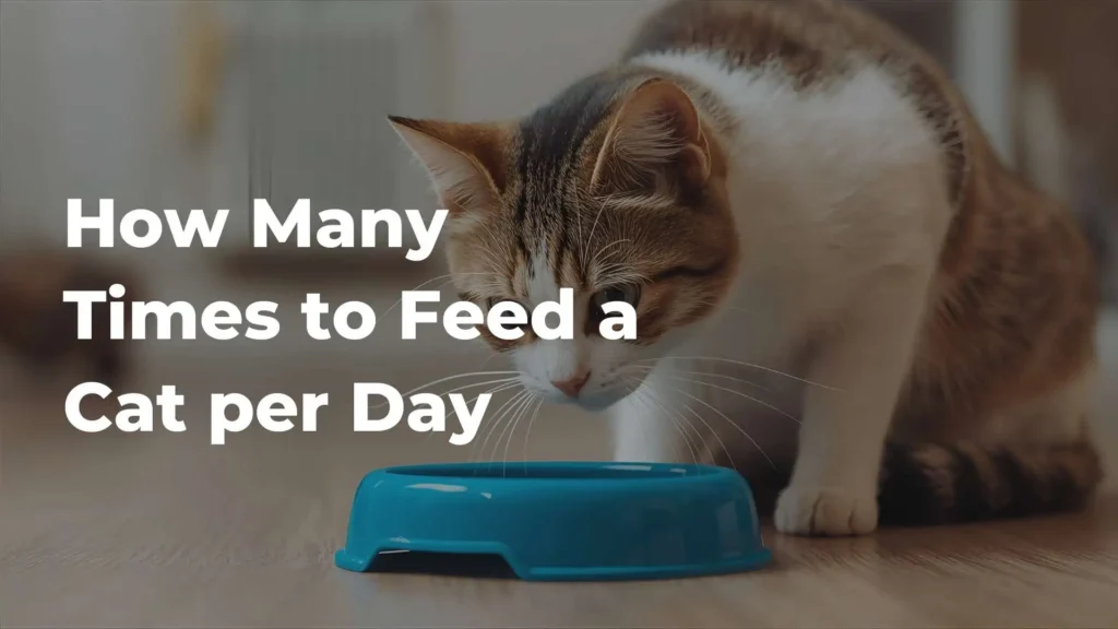 How Many Times a Day Should You Feed a Cat