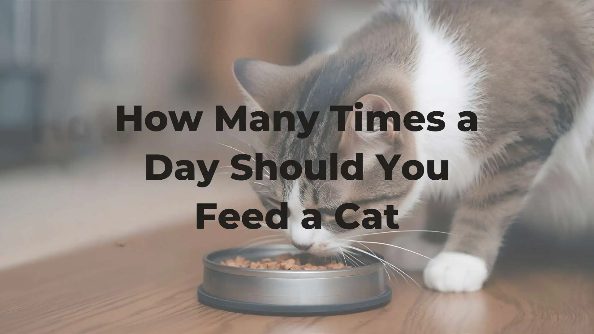 How Many Times a Day Should You Feed a Cat